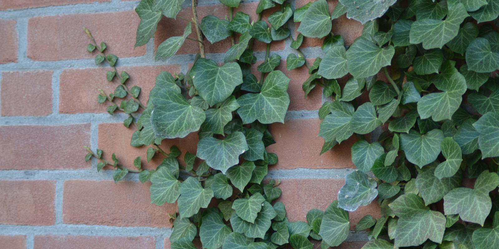 Hedera